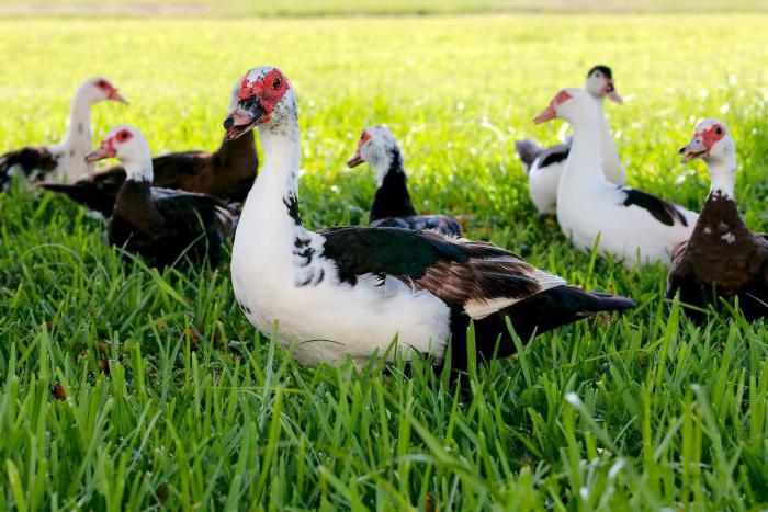 domestic breeding breeding content care feeding at home