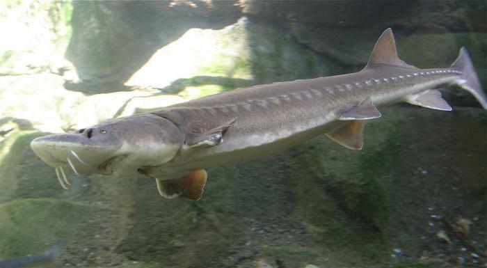 sturgeon breeding mini farm business plan