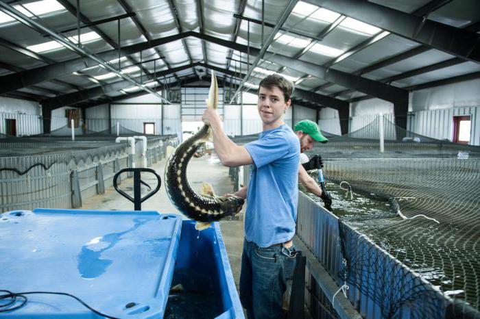 sturgeon breeding mini farm cost