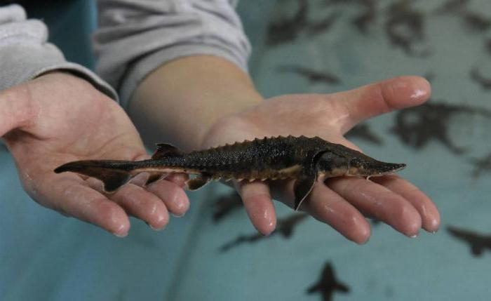 breeding sturgeon mini farm Price