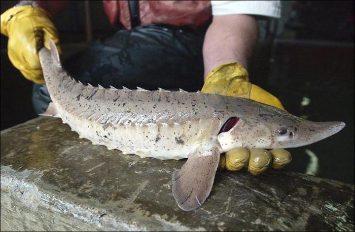 sturgeon breeding on a mini farm