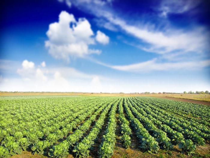 land and rental market