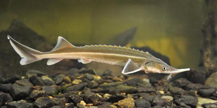 sturgeon fish