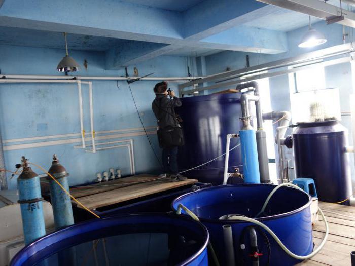 home sturgeon breeding for sale