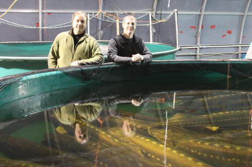 sturgeon breeding at home than feed