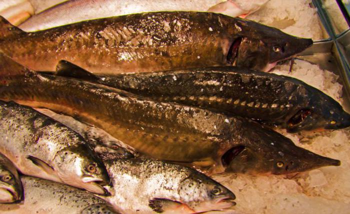 literature on sturgeon breeding at home