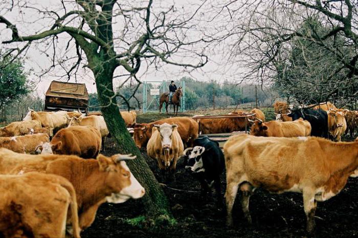 import substitution of Russia agriculture