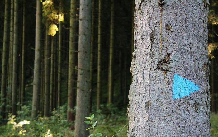 forestry basics and forest taxation