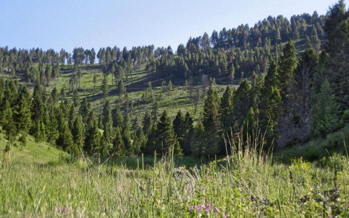 forest taxation standards