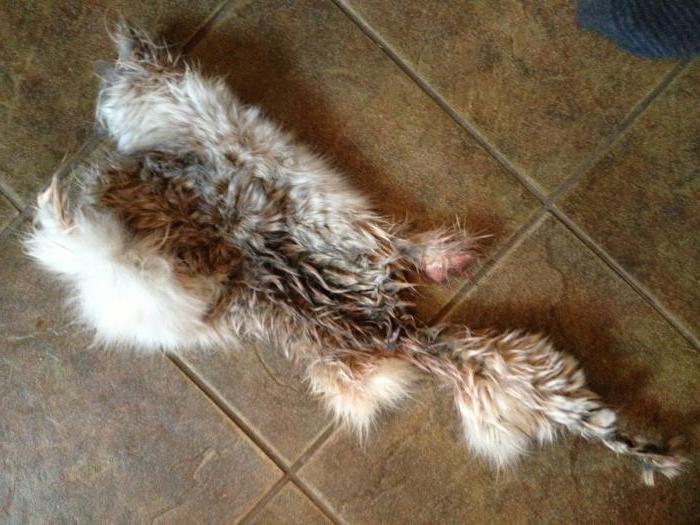 makak to make skins of rabbits at home technology