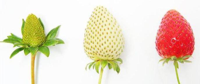 theory of economic cycles