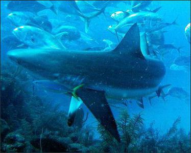 An example of environmental management is