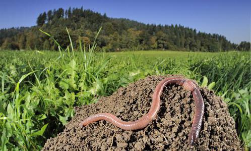 worm breeding