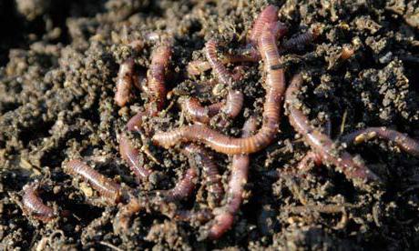 breeding worms at home