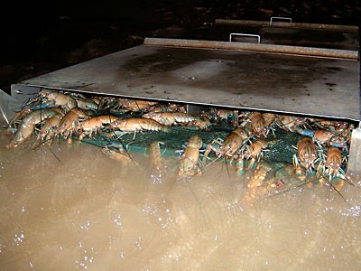 crayfish farm