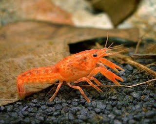 how to feed cancer at home