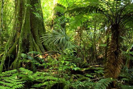 examples of intraspecific competition in nature