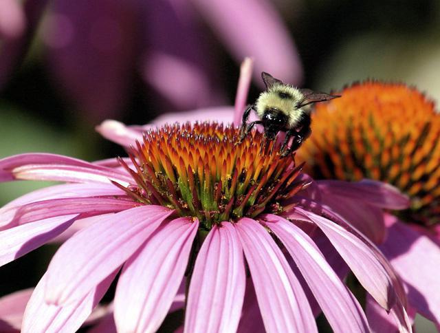 examples of competition in nature