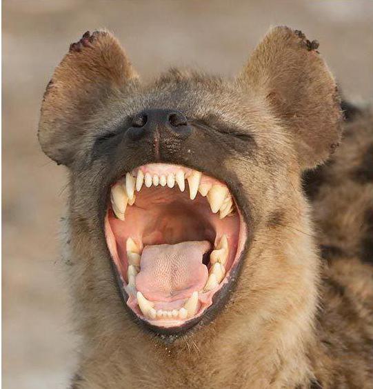 an example of the competition of organisms in nature is