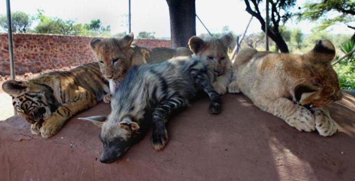 examples of competition in nature