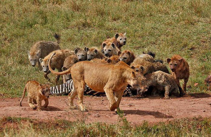 examples of competition in nature