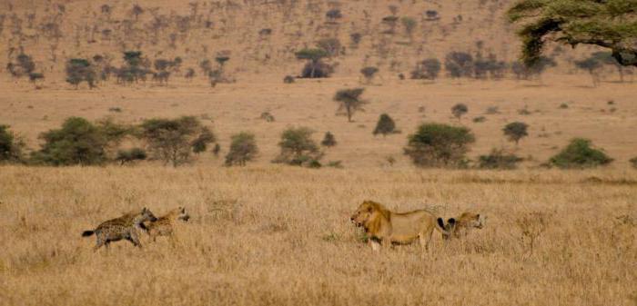 examples of competition in nature