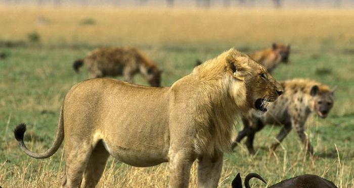 examples of competition in nature