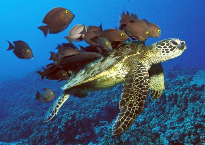 examples of competition in nature