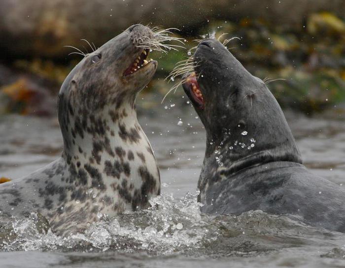 examples of competition in nature