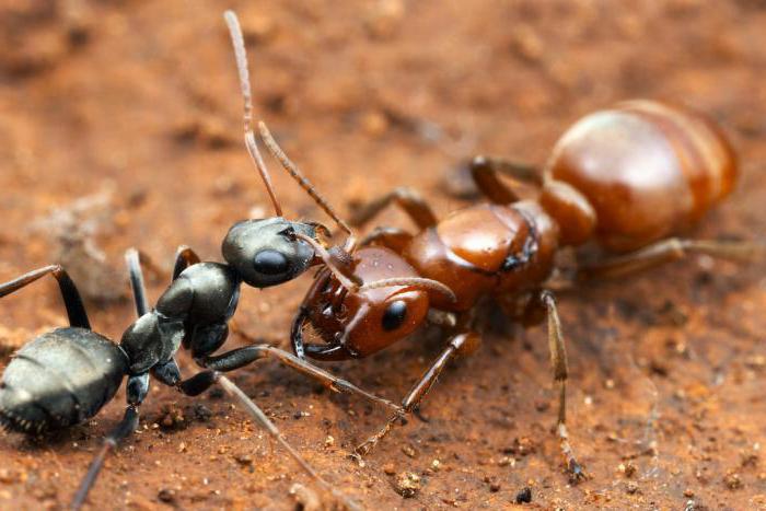 example of interspecific competition in nature