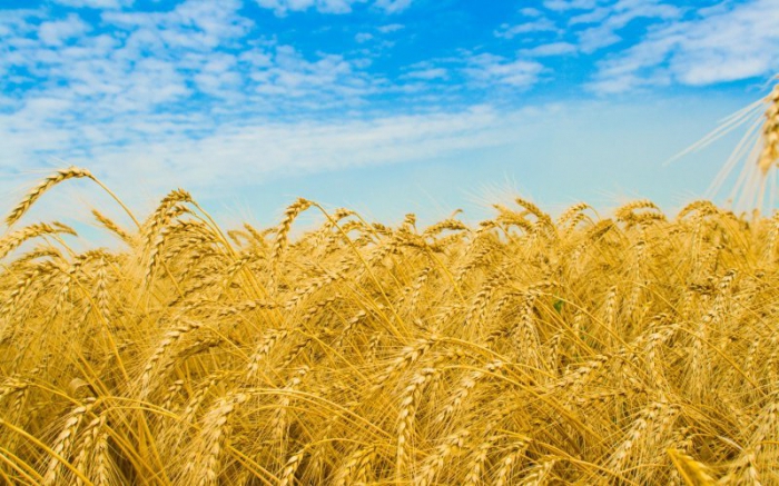 objects of environmental relations