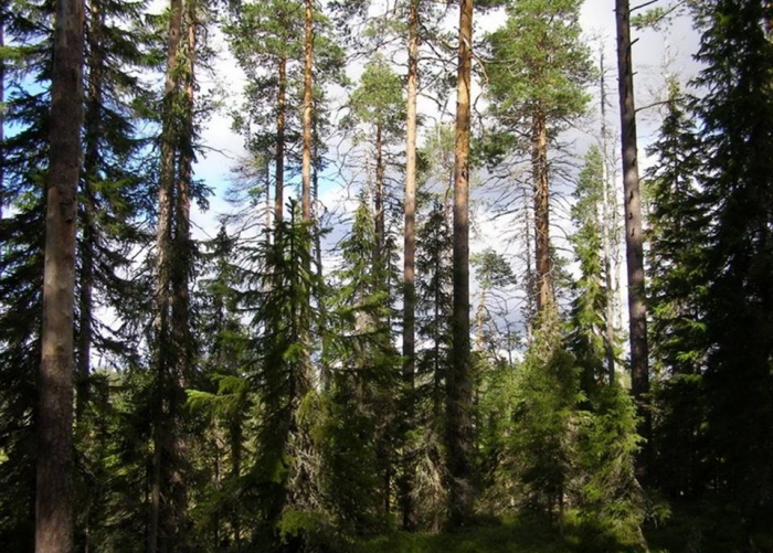 environmental standards and legal relations