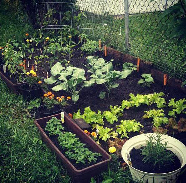 business in the country options