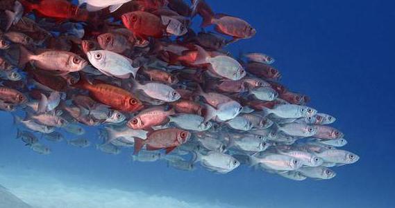 Exclusive Economic Zone Regime.