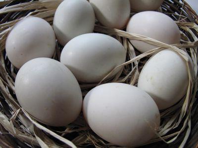 duck moulard breeding at home