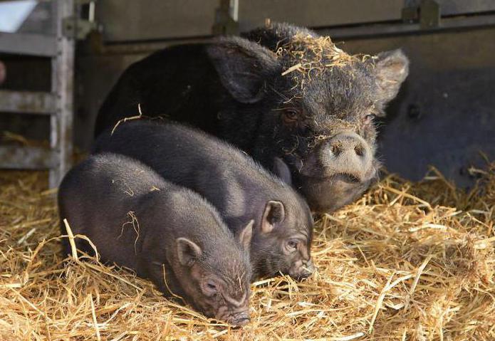 whiskers vietnamese piglets reviews