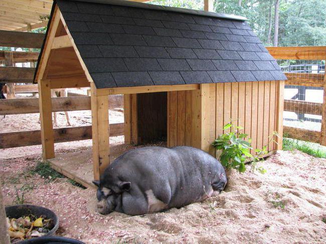 whiskers Vietnamese pigs content