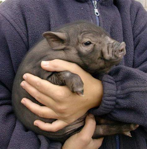 Vietnamese Whiskered Piglets