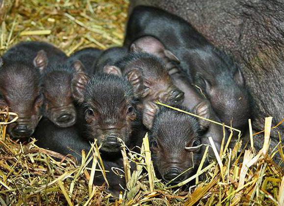 vietnamese piglets Price