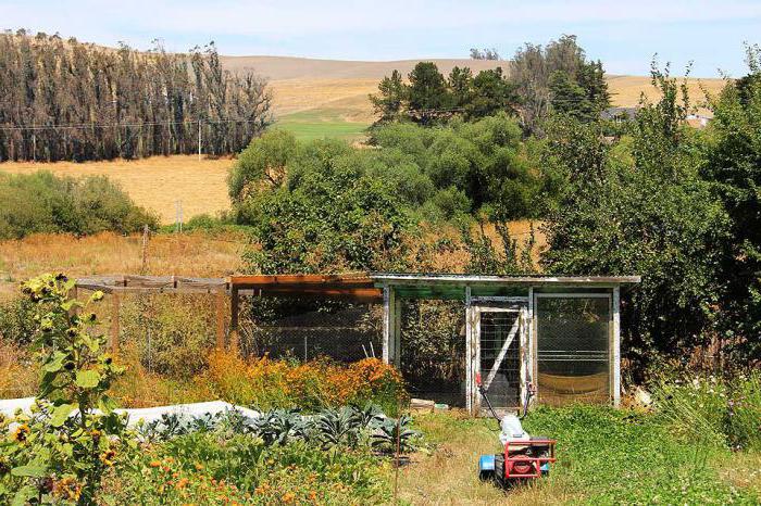 quail conditions at home photo birds