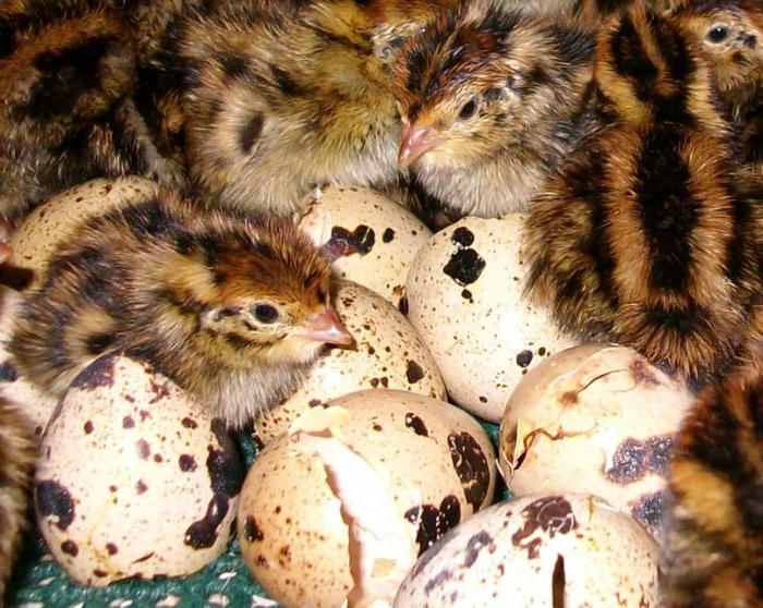 quail content at home reviews