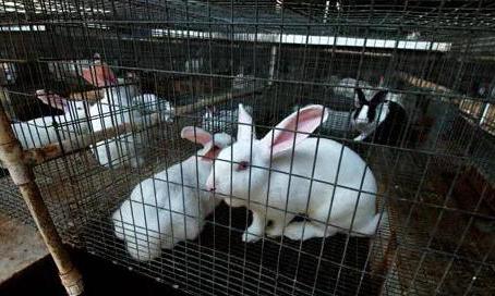 rabbit farms in tatarstan