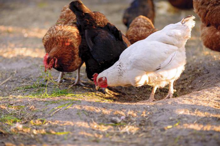 family farm projects