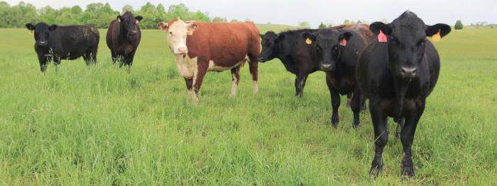 farm building family farms