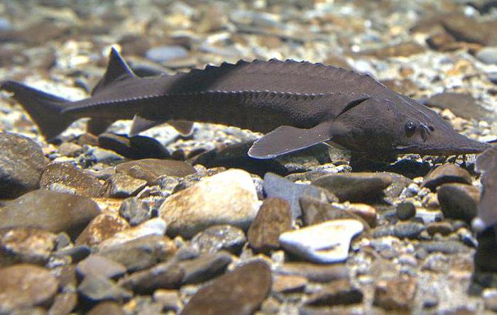 fight against poachers