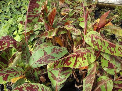 how to grow a banana at home