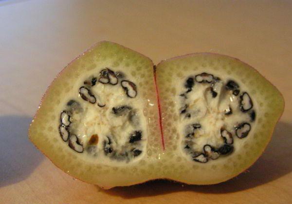 we grow a banana from a seed at home