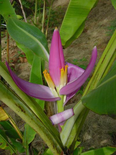 how to grow a banana at home from seeds