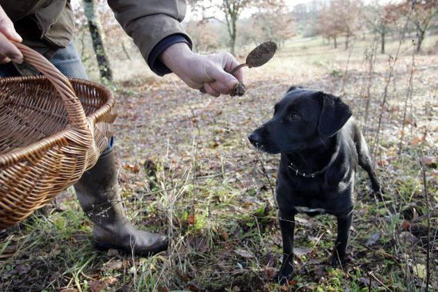 white truffle where it grows in Russia