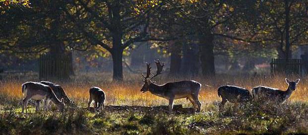 responsibility for poaching in Russia